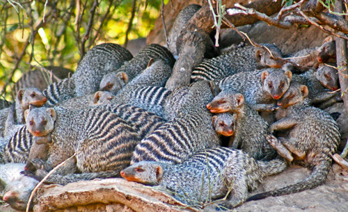 Banded mongoose share the Botswana landscape with humans; leptospirosis often follows.: Photograph courtesy of B. Fairbanks, Virginia Tech